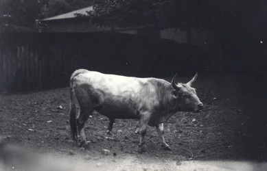Chillingham bull at London Zoo, June 1917